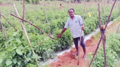 ರೈತನಿಗೆ ಸವಾಲಾದ ಟೊಮೆಟೋ ಬೆಳೆ ರಕ್ಷಣೆ: ತೋಟದಲ್ಲಿ ದೊಣ್ಣೆ ಹಿಡಿದು ಕಾವಲು