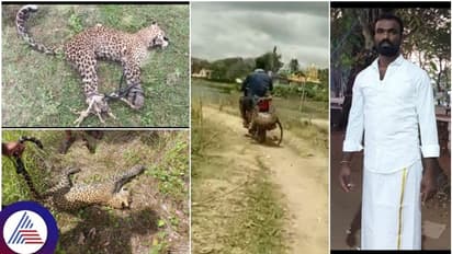 ದಾಳಿ ಮಾಡಿದ ಚಿರತೆಯನ್ನು ಹೆಡೆಮುರಿಕಟ್ಟಿ ಹಂದಿಮರಿ ರೀತಿ ಹೊತ್ತೊಯ್ದ ಹಾಸನದ ಶೂರ!