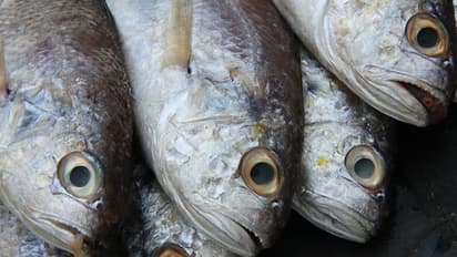  ഡാമില്‍ എണ്ണായിരത്തിലധികം മത്സ്യങ്ങള്‍ ചത്തുപൊങ്ങി; അന്വേഷണം