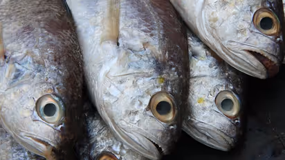 From Rohu to Prawns: 7 fish Bengalis love to gorge on