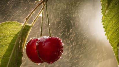 Health Tips: തണുപ്പുകാലത്ത് രോഗപ്രതിരോധശേഷി കൂട്ടാന് കഴിക്കാം ഈ എട്ട് പഴങ്ങള്...