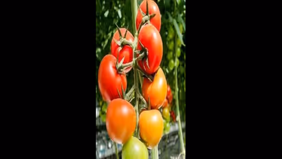 ಪೊಲೀಸ್ ಕೆಲಸ ಸಿಕ್ಕರೂ ಕೃಷಿಯ ಮೇಲೆ ಕಡಿಮೆಯಾಗದ ಪ್ರೀತಿ!