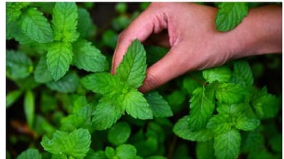 മഴക്കാലത്ത് പ്രതിരോധശേഷി കൂട്ടാൻ സഹായിക്കുന്ന രണ്ട് ഔഷധസസ്യങ്ങൾ
