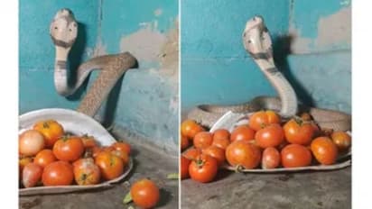 யார்ரா நீங்க.? விலை உயரும் தக்காளியை பாதுகாக்கும் விஷ பாம்பு - ட்ரெண்டாகும் அதிர்ச்சி வீடியோ