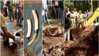 ആദ്യം ഒരു കൊമ്പിന്റെ പകുതി മുറിച്ചു, ആനയെ കൊന്ന സംഘത്തിൽ 6 പേർ, റോയ് മുങ്ങിയത് ഗോവയിൽ; അഖിലിന്റെ മൊഴി