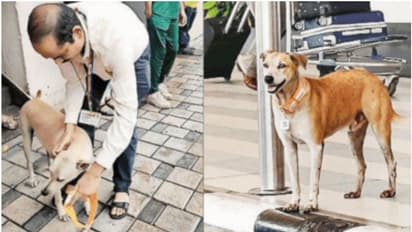 വിമാനത്താവളത്തിന് പുറത്തെ തെരുവ് നായ്ക്കൾക്ക് ആധാർ കാർഡും ക്യൂആർ കോഡും, കാരണമിത്...