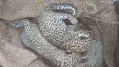 പൂച്ചക്കുട്ടികളെന്ന് തെറ്റിദ്ധരിച്ച് കുടുംബം കാട്ടിൽ നിന്നും കൊണ്ടുവന്നത് പുള്ളിപ്പുലിക്കുഞ്ഞുങ്ങളെ!