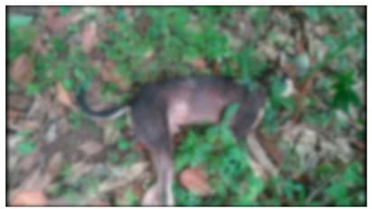 കുഞ്ഞുങ്ങളുൾപ്പെടെ നാലുപേരെ കടിച്ച തെരുവു നായ ചത്തു; ഭീതി 