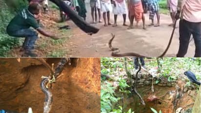 പൊട്ടക്കിണറ്റിലെ മാളത്തിൽ ഒളിച്ചിരുന്ന 'ഭീകരൻ'; ഒരേ ദിവസം കണ്ണൂരിൽ പിടികൂടിയത് രണ്ടെണ്ണത്തെ! -വീഡിയോ