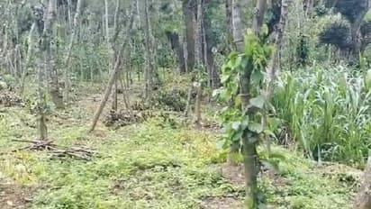 ಕೊಡಗಿನಲ್ಲಿ ಕಾಡುಹಂದಿ ಉಪಟಳಕ್ಕೆ ಭತ್ತದ ಬೆಳೆ ನಾಶ, ಕಂಗಾಲಾದ ಅನ್ನದಾತ..!