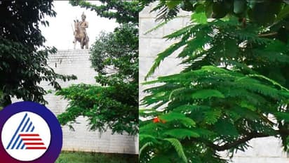 Kempegowda Park: ಹೆಬ್ಬಾಳ ಪಾರ್ಕ್ ಈಗ ಡ್ರಗ್ಸ್ ಸೇವನೆ, ಅಕ್ರಮಗಳ ತಾಣ!