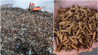 ബ്രഹ്മപുരത്തെ മാലിന്യ സംസ്കരണത്തിന് പട്ടാളപ്പുഴുക്കളെത്തുന്നു, തയ്യാറാകുന്നത് കൂറ്റൻ പ്ലാന്റുകൾ...