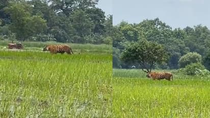 ಅಪೂರ್ವ ಕ್ಷಣ: ಒಂದೇ ಹೊಲದಲ್ಲಿ ಕ್ಯಾಮರಾಗೆ ಸೆರೆಯಾದ ಹುಲಿ, ರೈತ, ಬೆಳ್ಳಕ್ಕಿಗಳ ಹಿಂಡು