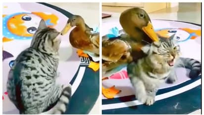 Viral Video: ಬೆಕ್ಕು – ಬಾತುಕೋಳಿ ಕಚ್ಚಾಟ ನೋಡಿ ಭಯವಾದ್ರೆ ಕಣ್ಮುಚ್ಚಿಕೊಳ್ಳಿ!