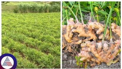 Ginger Price Hike: ಶುಂಠಿ ಬೆಳೆದ ರೈತ ರಾತ್ರೋ ರಾತ್ರಿ ಕುಬೇರ!