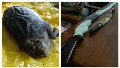 വേട്ടയാടി പിടിച്ച കൂരമാനുമായി മൂന്നു പേർ പിടിയിൽ