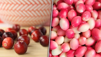 Unraveling the Cranberry-UTI connection: Separating fact from fiction