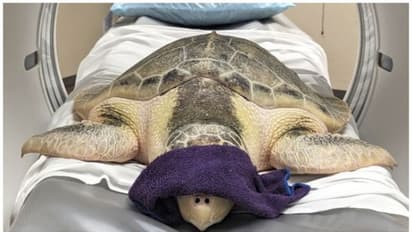 യുഎസില് കടലാമയ്ക്ക് സിടി സ്കാന്; ആശുപത്രിയിലെ ആദ്യ മൃഗരോഗിയായി കാലെ !