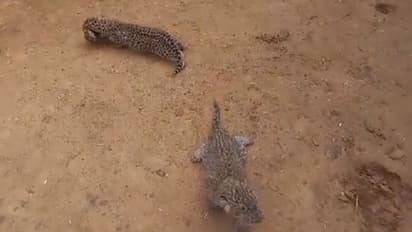 ಕುರಿ ಮೇಯಿಸಲು ಹೋದವರಿಂದ ತಬ್ಬಲಿಯಾದ್ವು ಚಿರತೆ ಮರಿಗಳು: ಈ ರೀತಿ ಮಾಡದಿರಿ:  IFS ಅಧಿಕಾರಿ ಮನವಿ