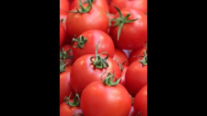 బంగారమైన టమాటా పంట.. ఒక్క నెలలో రూ.3 కోట్ల సంపాదనతో కోటీశ్వరుడైన రైతు...ఎక్కడంటే..