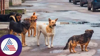 Bengaluru: Stray dog survey conducted by BBMP reveals 2.8 lakh dogs in the city