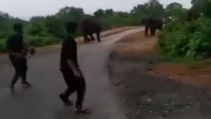 Viral video : ആനക്കൂട്ടത്തിന് നേരെ ടൂറിസ്റ്റുകളുടെ 'തമാശകളി', മുന്നറിയിപ്പുമായി ഐഎഫ്എസ് ഓഫീസർ