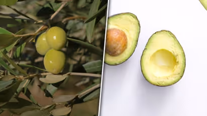 Avocado to Olives: 7 foods containing healthy Fats
