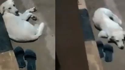 ನದಿಗೆ ಹಾರಿ ಮಹಿಳೆ ಆತ್ಮಹತ್ಯೆ, ಆಕೆ ಮರಳಿ ಬರುತ್ತಾಳೆಂದು ದಿನವಿಡೀ ಚಪ್ಪಲಿ ಬಳಿ ಕಾದು ಕುಳಿತ ಸಾಕುನಾಯಿ