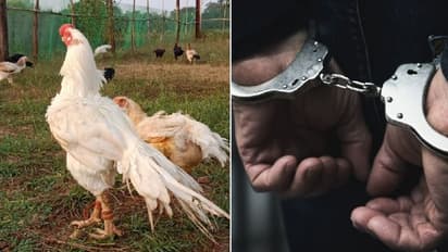 ಉದ್ಯಮಿ ಲೈಂಗಿಕ ದೌರ್ಜನ್ಯವೆಸಗಿದ್ದಾಗಿ ಸುಳ್ಳು ಆರೋಪ; ಪ್ರೂವ್ ಮಾಡಲು ಕೋಳಿ ರಕ್ತ ಬಳಸಿದ ಮಹಿಳೆ!