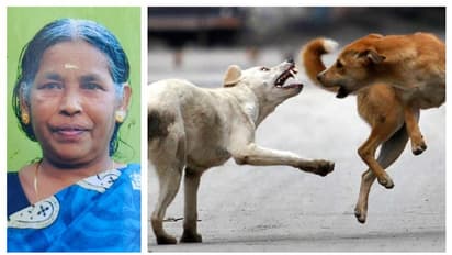 കുത്തിവെപ്പെടുത്തപ്പോൾ കാലിൽ പൊള്ളലേറ്റു, പിന്നീട് കാൽ മുറിച്ചു മാറ്റി; തെരുവുനായ കടിച്ച വീട്ടമ്മ മരിച്ചു