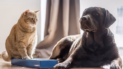 Cat Vs Dog: 7 points to know which is a best pet for YOU