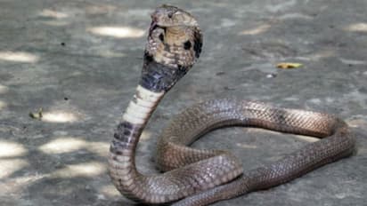 அல்லேரியில் பாம்பு கடியால் தொடரும் அவலம்; சிறுமியை தொடர்ந்து மேலும் ஒருவர் பலி