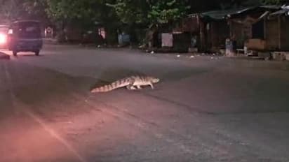 കനത്ത മഴയ്ക്ക് പിന്നാലെ ഭീഷണിയായി മുതലകള്‍; ആശങ്കയില്‍ ഒരു നാട്