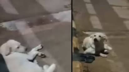 ഉടമ മരിച്ചു പോയതറിഞ്ഞില്ല, രാത്രി മുഴുവൻ വഴിയോരത്ത് കാത്തിരുന്ന് വളർത്തുനായ