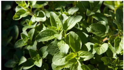 രുചിയും മണവും ഗുണവും നല്കാൻ 'ഒറിഗാനോ ഇലകൾ' ; കൂടുതലറിയാം