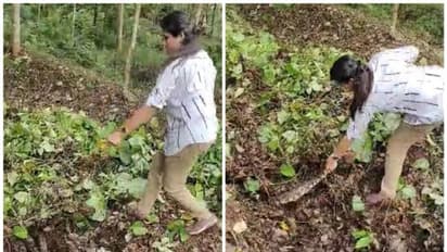 തൊഴിലുറപ്പ് ജോലിക്കിടെ കുറ്റിക്കാട്ടിൽ പെരുമ്പാമ്പ്; ഒടുവിൽ ആർ ആർ ടി എത്തി പിടികൂടി