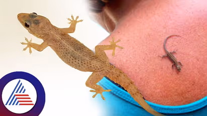 ಹೆಂಗಸರ ಬೆನ್ನಿನ ಮೇಲೆ ಹಲ್ಲಿ ಬಿದ್ರೆ ಸಾವು; ಕೆಂಡಸಂಪಿಗೆ ಸೀರಿಯಲ್ ನೋಡಿಲ್ವಾ..?