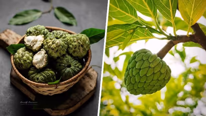Enhancing digestion to supporting heart health: 7 health benefits of Custard Apple