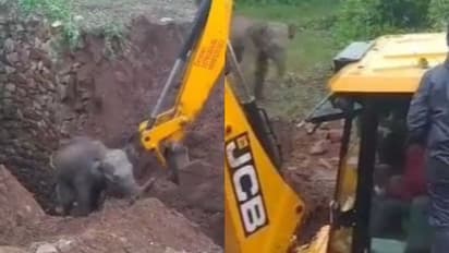 'നന്ദിയുണ്ട്' ; അബദ്ധത്തില് കിണറ്റിൽ വീണ ആനക്കുട്ടിയെ രക്ഷപ്പെടുത്തി, വീഡിയോ