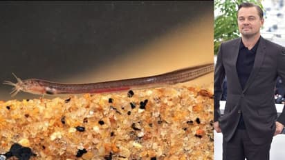 കുഫോസിന്‍റെ 'പാതാള പൂന്താരകന്‍', വിവരങ്ങളുമായി ലിയനാഡോ ഡി കാപ്രിയോ