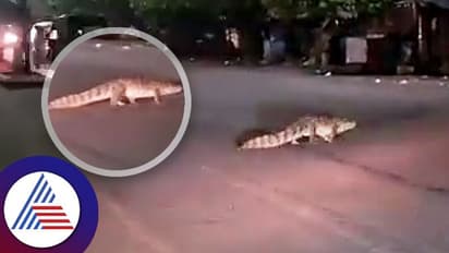 ರಾಜಸ್ಥಾನದ ಕೋಟಾದ ರಸ್ತೆಗಳಲ್ಲಿ ಬೃಹತ್ ಮೊಸಳೆಗಳ ತಿರುಗಾಟ: ವಿಡಿಯೋ ವೈರಲ್