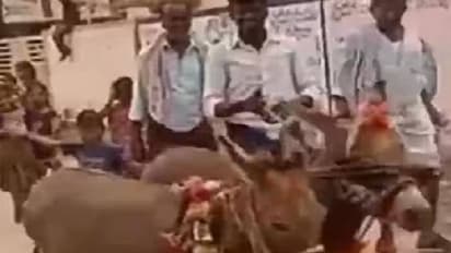 മഴപെയ്യാൻ കഴുതകളുടെ വിവാഹം നടത്തി ആന്ധ്രപ്രദേശിലെ ഗ്രാമവാസികൾ 