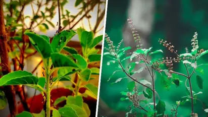 Krishna Tulsi to Rama Tulsi: 6 varieties of Basil offering unique benefits
