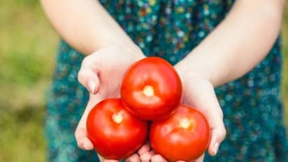  ദുബായില്‍ നിന്ന് അമ്മയ്ക്ക് 10 കിലോ തക്കാളിയുമായി മകള്‍; ട്വീറ്റ് വൈറല്‍