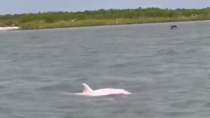 லூசியானா கடற்கரை.. தென்பட்ட மிக மிக அரியவகை பிங்க் நிற டால்பின் - இணையத்தில் வைரலாகும் வீடியோ!