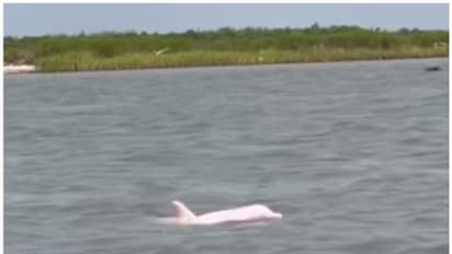 തീരത്തോട് ചേര്‍ന്ന് നീന്തിക്കളിക്കുന്ന പിങ്ക് നിറത്തിലുള്ള ഡോള്‍ഫിന്‍റെ വീഡിയോ വൈറല്‍ !