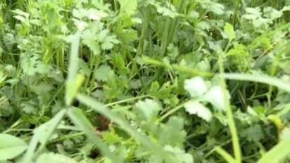 ಚಿತ್ರದುರ್ಗ: ಸೊಪ್ಪಿನ ಬೆಲೆ ಕುಸಿತದಿಂದ ಕಂಗಾಲಾದ ರೈತ..!