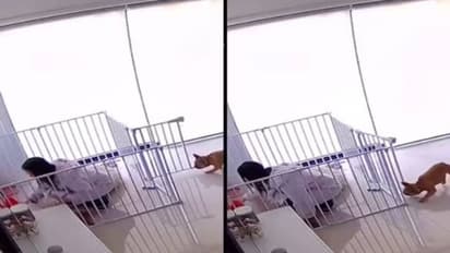 Viral video : തന്നെ പൂട്ടിയിട്ട കൂട്ടിൽ ഉടമയെ അടച്ച് നായ, വൈറലായി വീഡിയോ