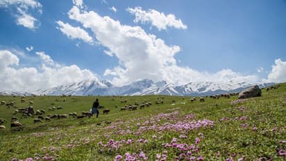 ఈశాన్య రాష్ట్రాల నుంచి కాశ్మీర్ కు పర్యాటకుల తాకిడి.. మరింతగా మెరిసిపోతున్న భూతల స్వర్గం !