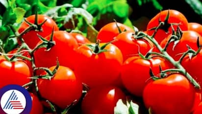 పండిన టమాటా బంగారం : నెలలో రూ.1.8 కోట్లు సంపాదించిన తెలంగాణ రైతు.. 